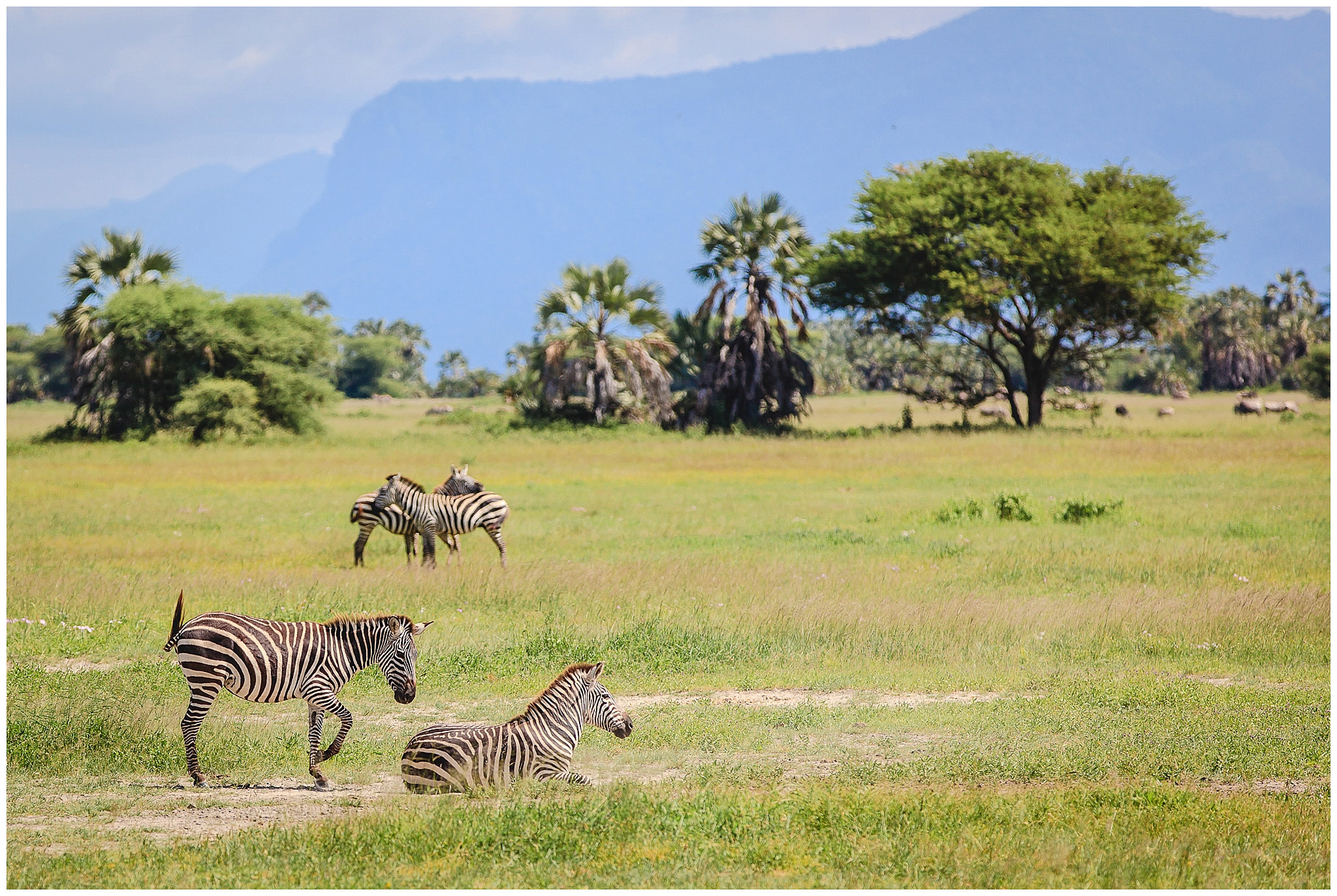Zebras resting in Tarangire National Park, Tanzania, Africa