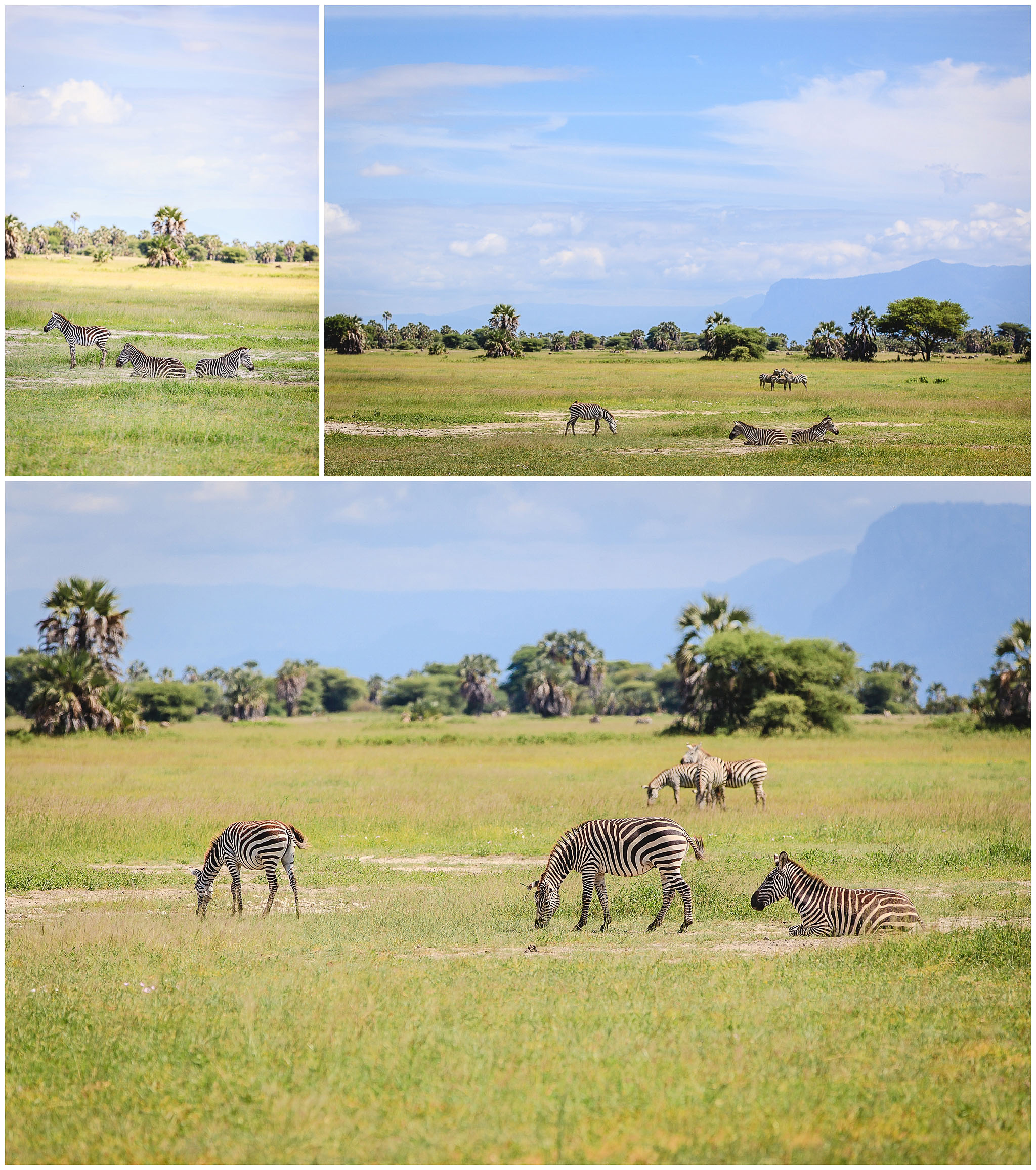 Zebras resting in Tarangire National Park, Tanzania, Africa