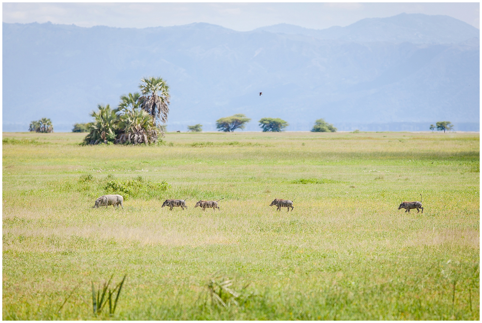 Warthogs running through Tarangire National Park, Tanzania, Africa