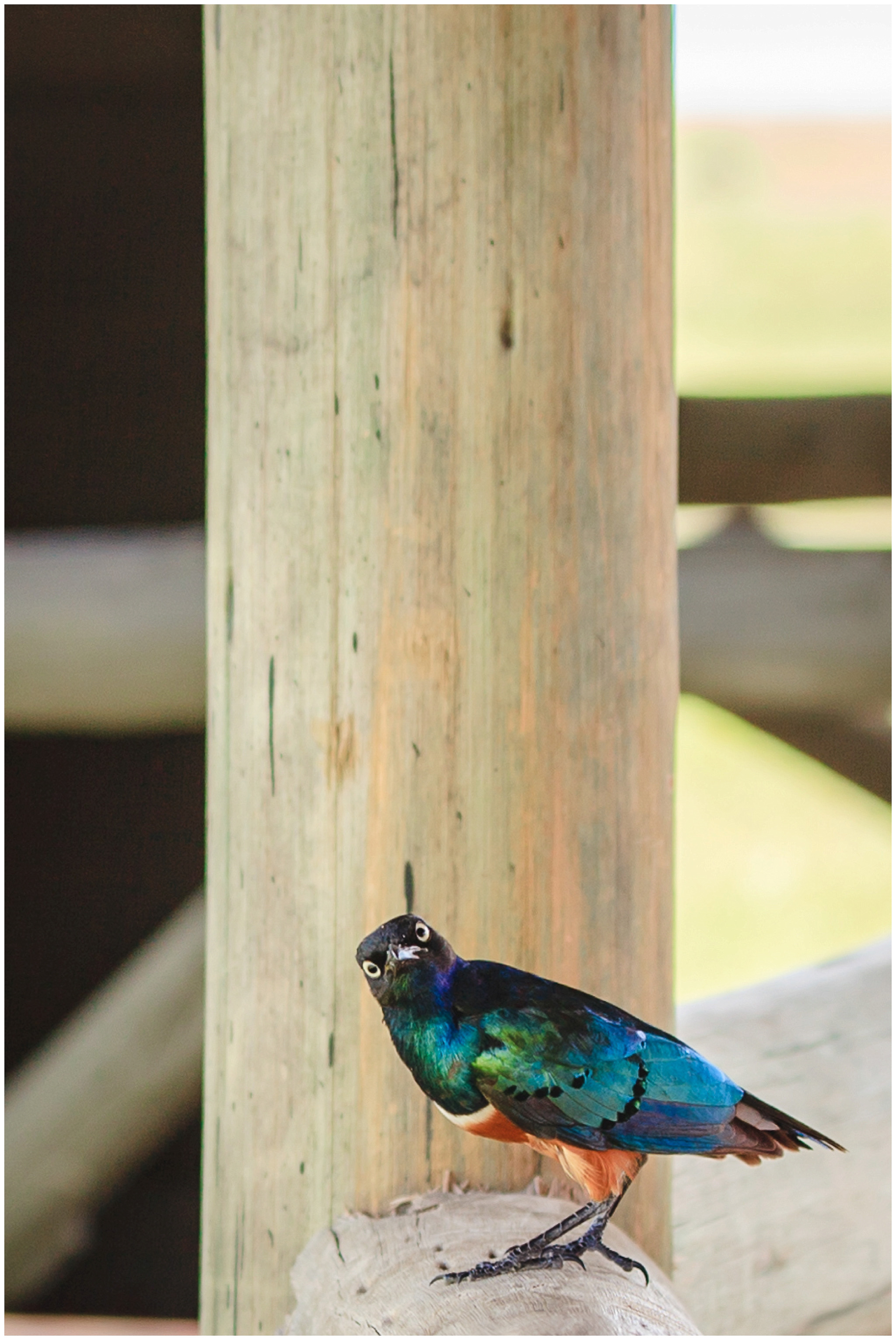 Colorful bird in Tarangire National Park, Tanzania, Africa