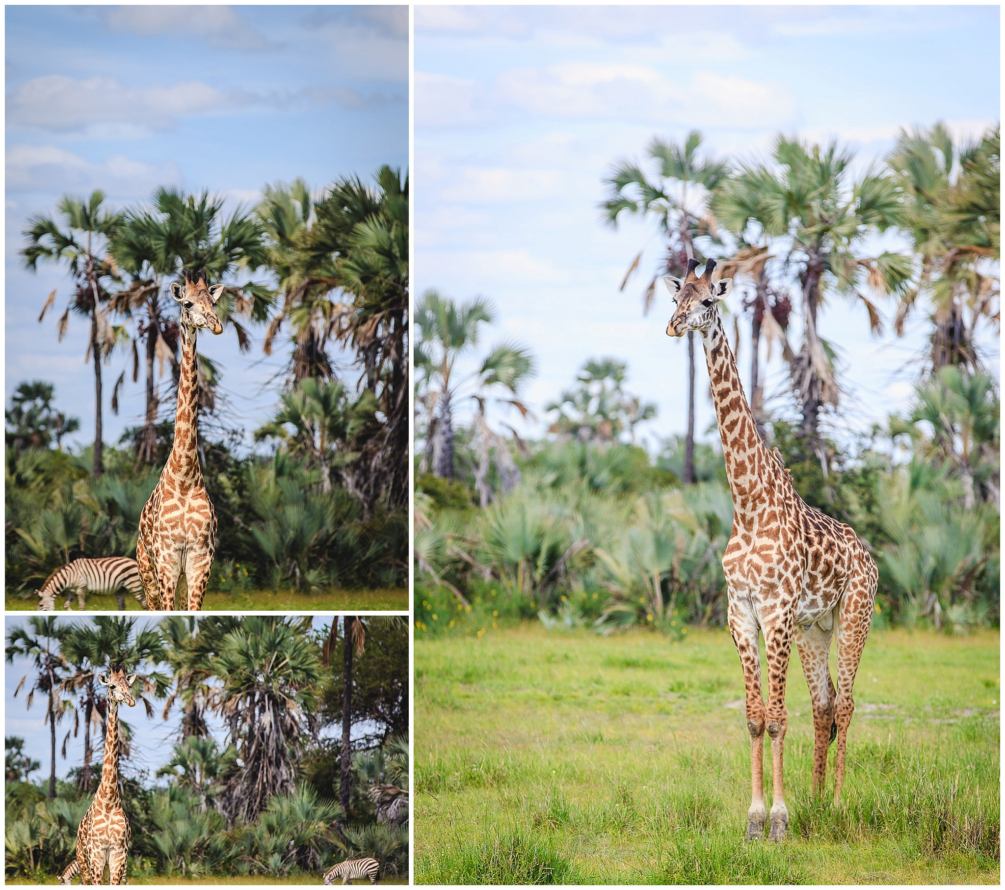 Giraffes standing in Tarangire National Park, Tanzania, Africa