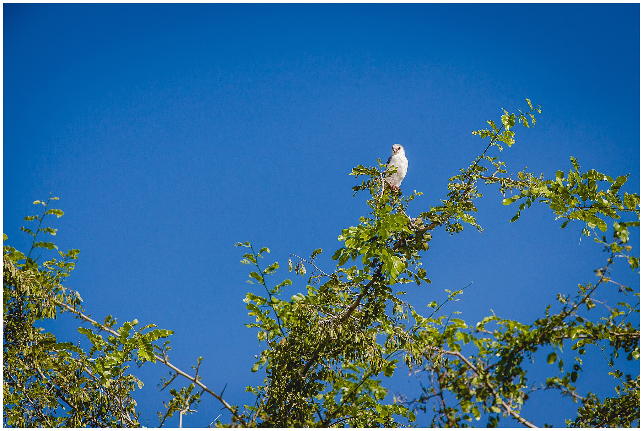 White bird in Tarangire National Park, Tanzania, Africa
