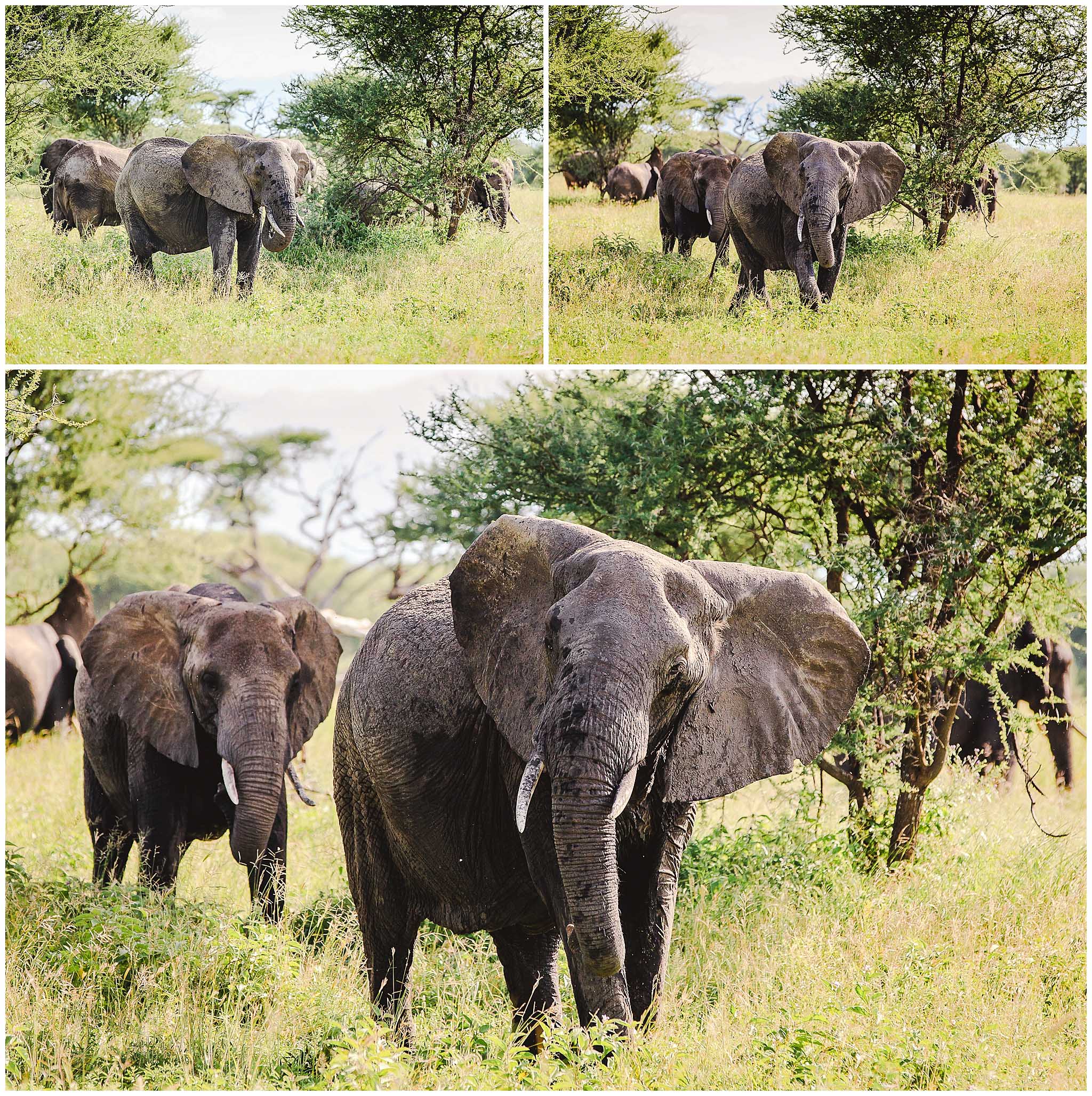Elephants parading through Tarangire National Park, Tanzania, Africa