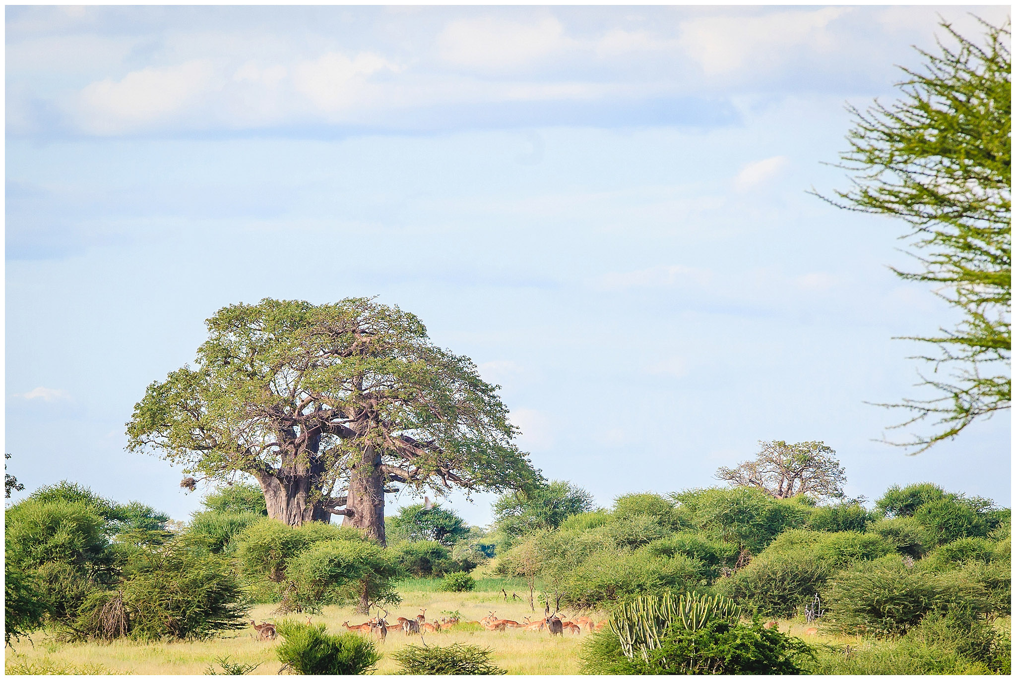 Wildlife under baobab tree in Tarangire National Park, Tanzania, Africa