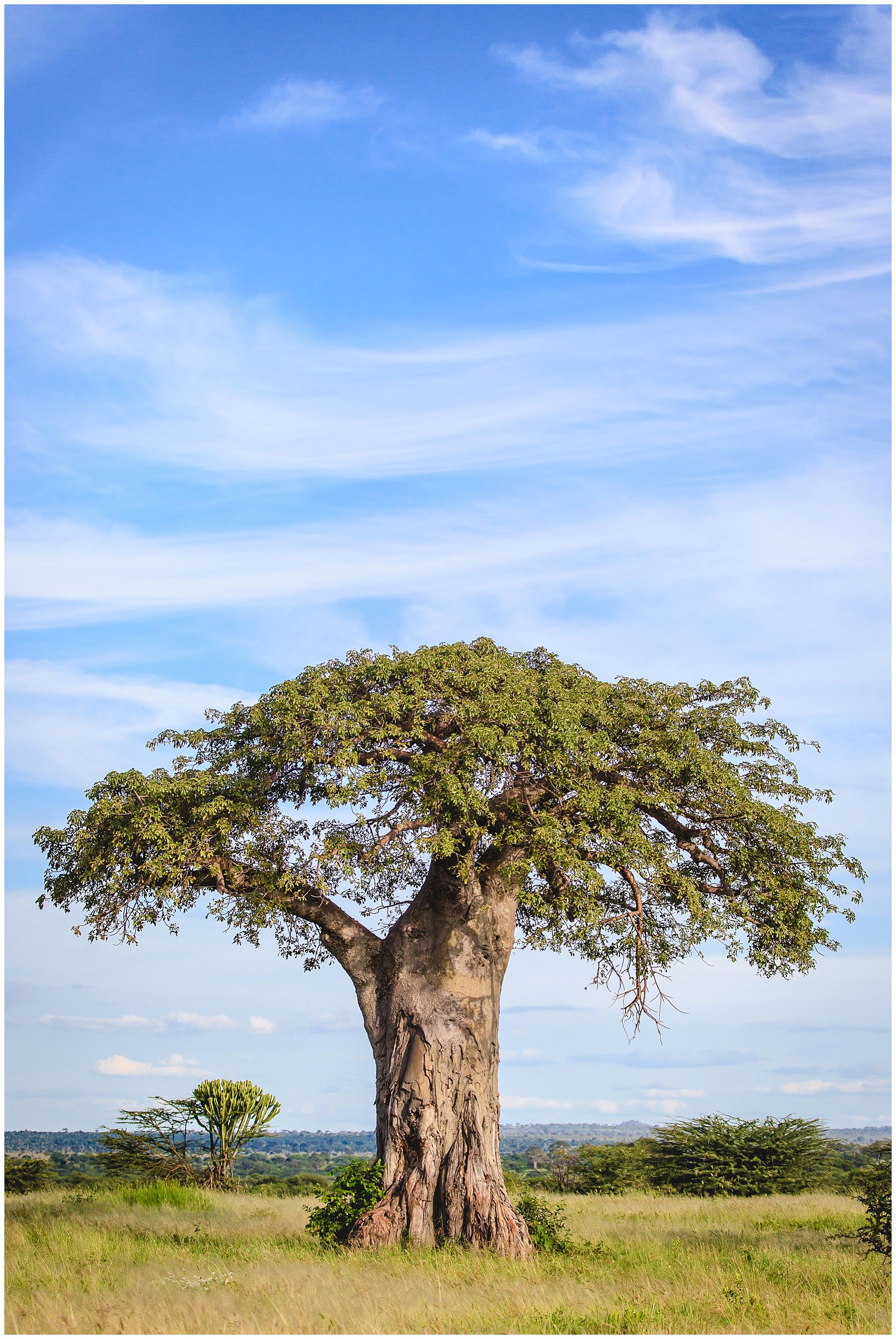 Baobab tree in Tarangire National Park, Tanzania, Africa