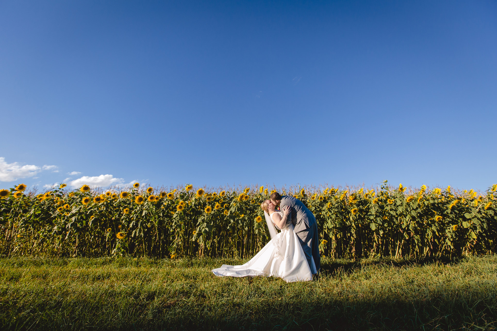 Bride and groom kiss in front of the sunflowers at the Barn at Soergel Hollow