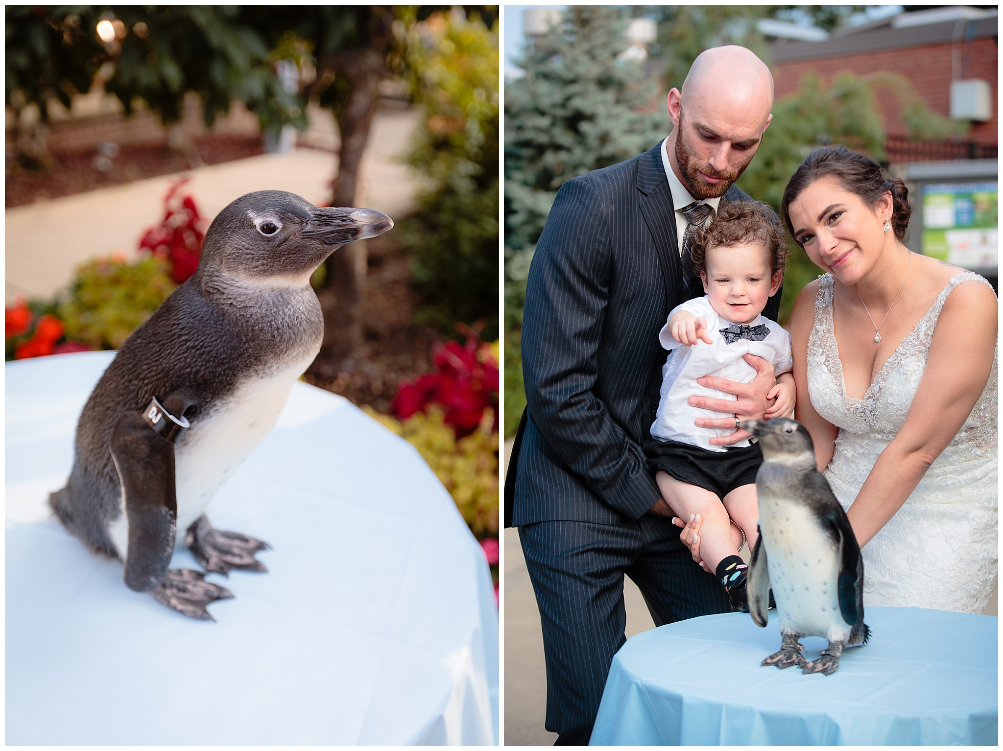 Bride & groom hold their son to meet DJ the penguin at the National Aviary
