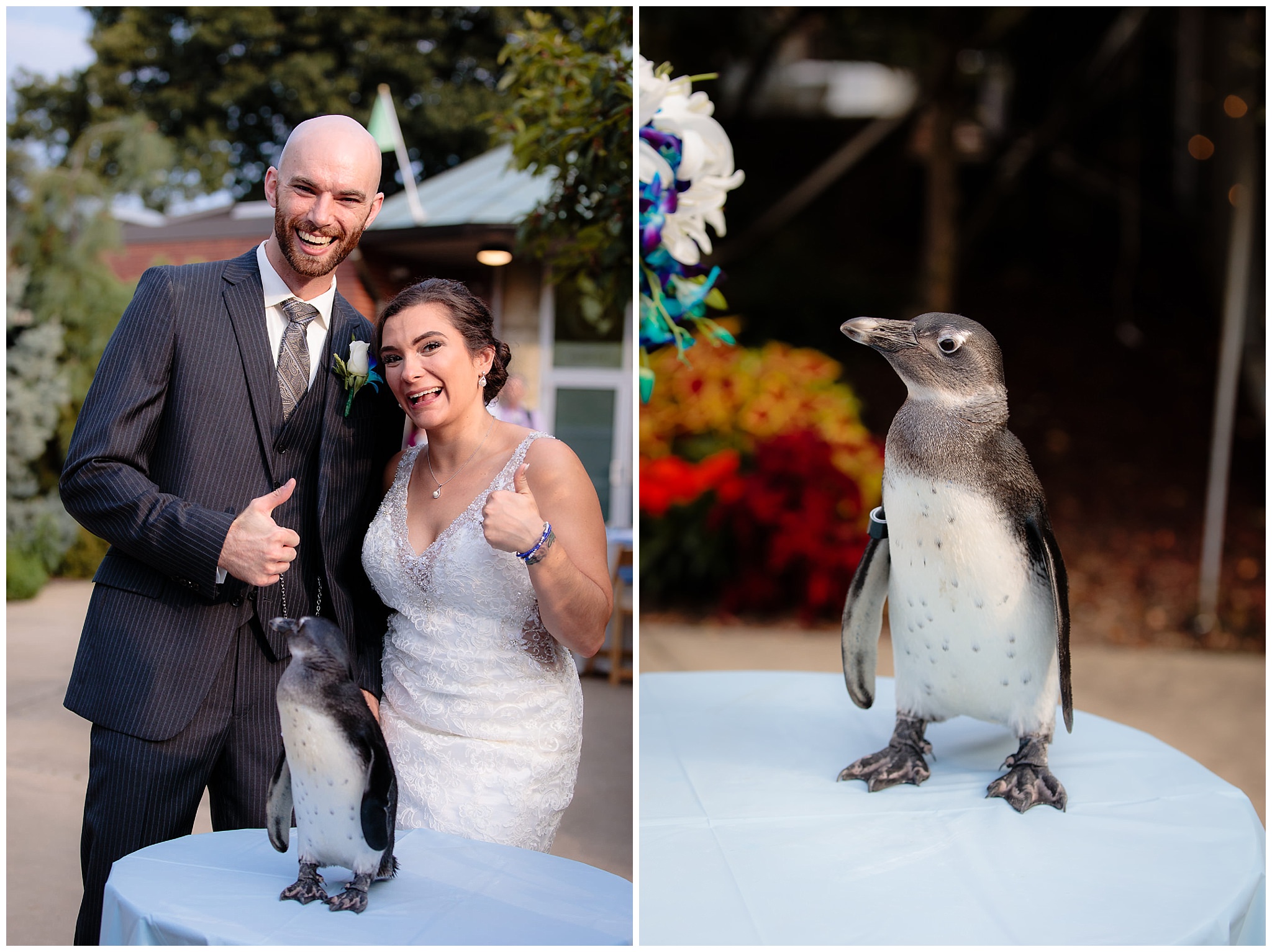 Newlyweds meet DJ the penguin at their National Aviary wedding