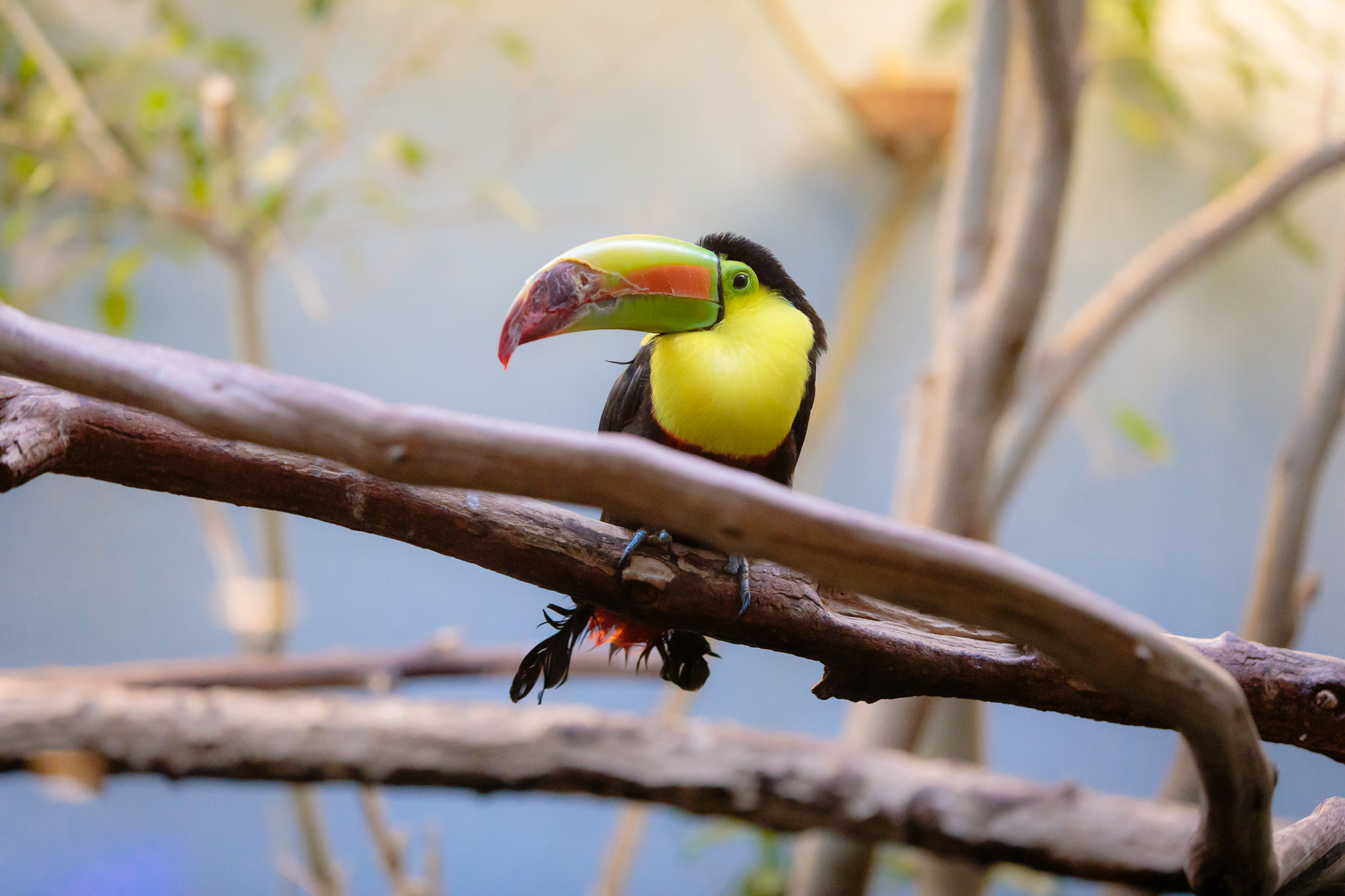 Keel-billed toucan at the National Aviary in Pittsburgh, PA