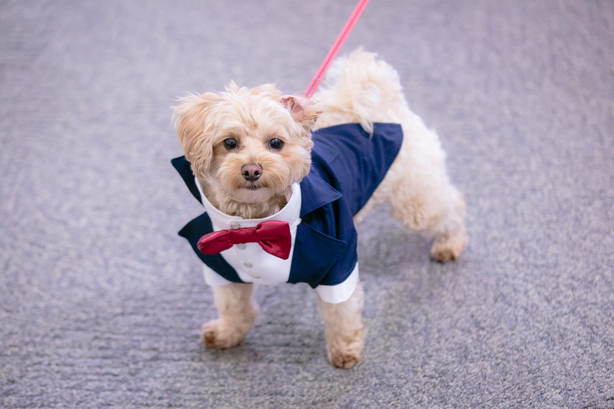 The happy couple's dog all ready for the wedding at Mt. Lebanon United Methodist Church