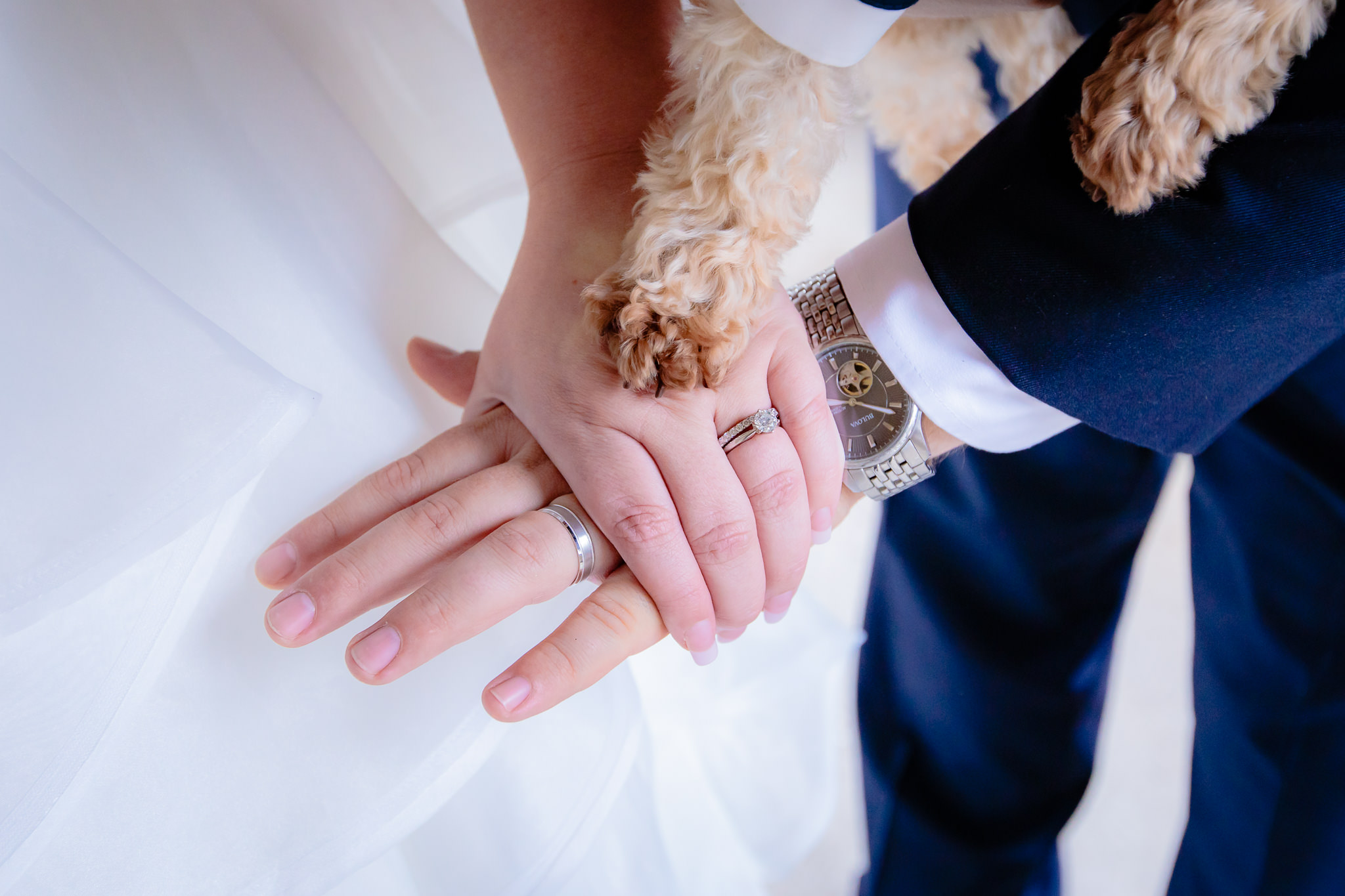 Bride and groom show off their rings with a furry friend at Mt. Lebanon United Methodist Church