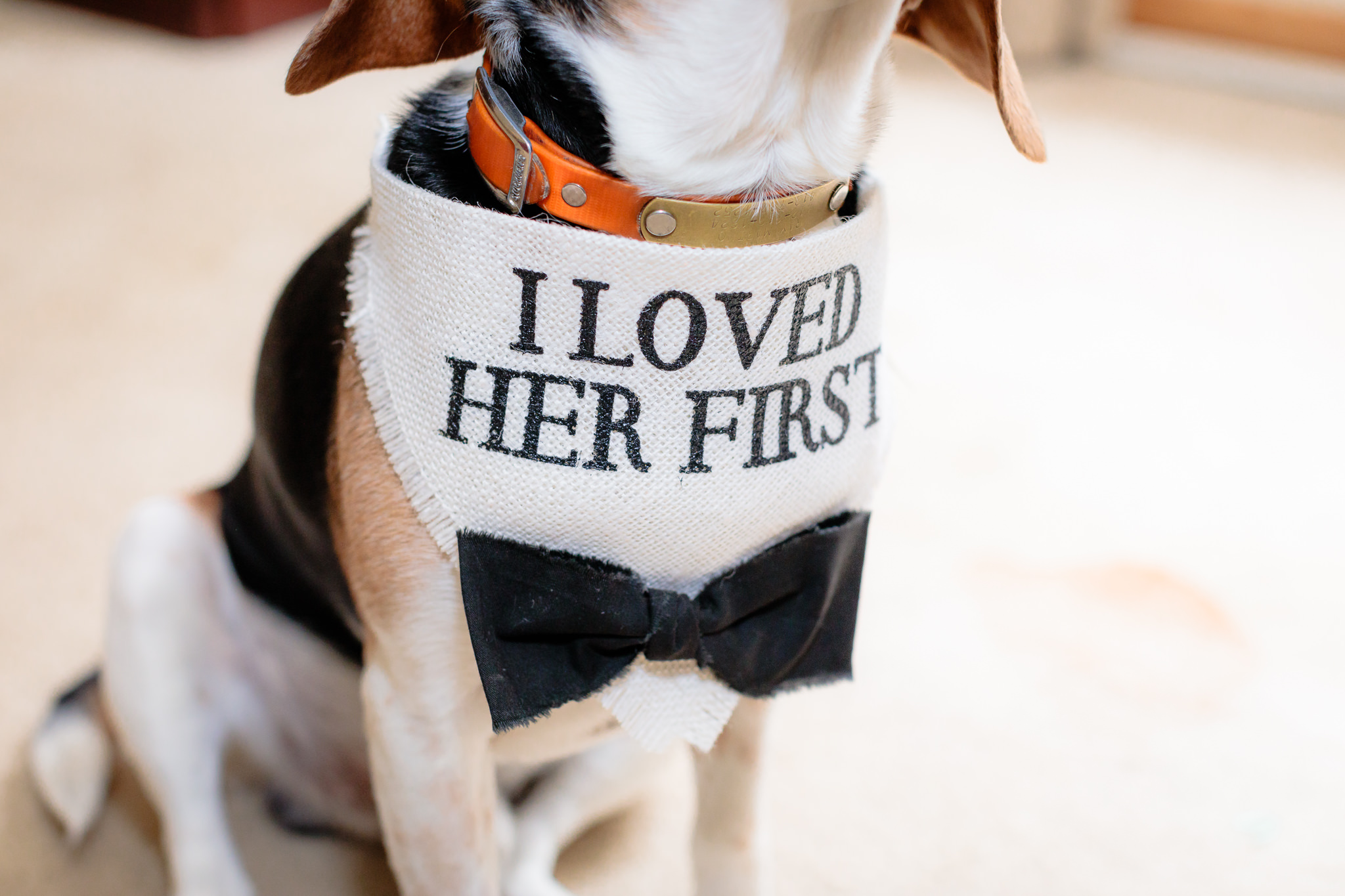 Bride's dog wears a burlap handkerchief that says "I loved her first"